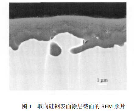 取向矽鋼表麵塗層截麵的 SEM 照片